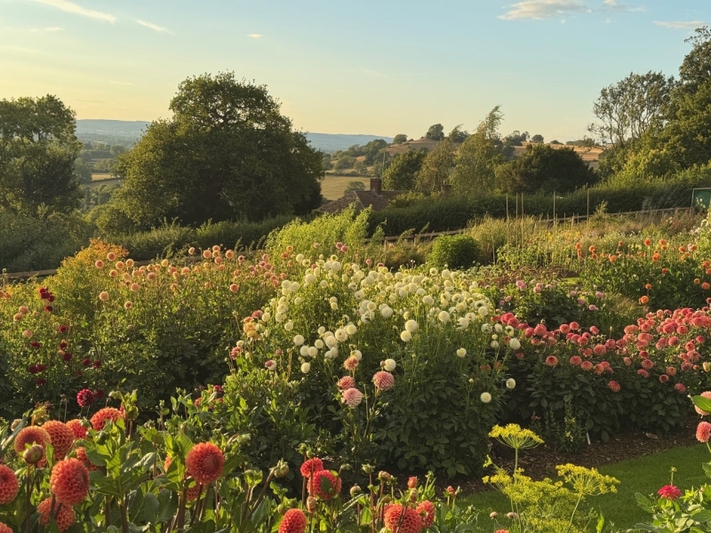 Frog Lane Flower Farm & Netherfields